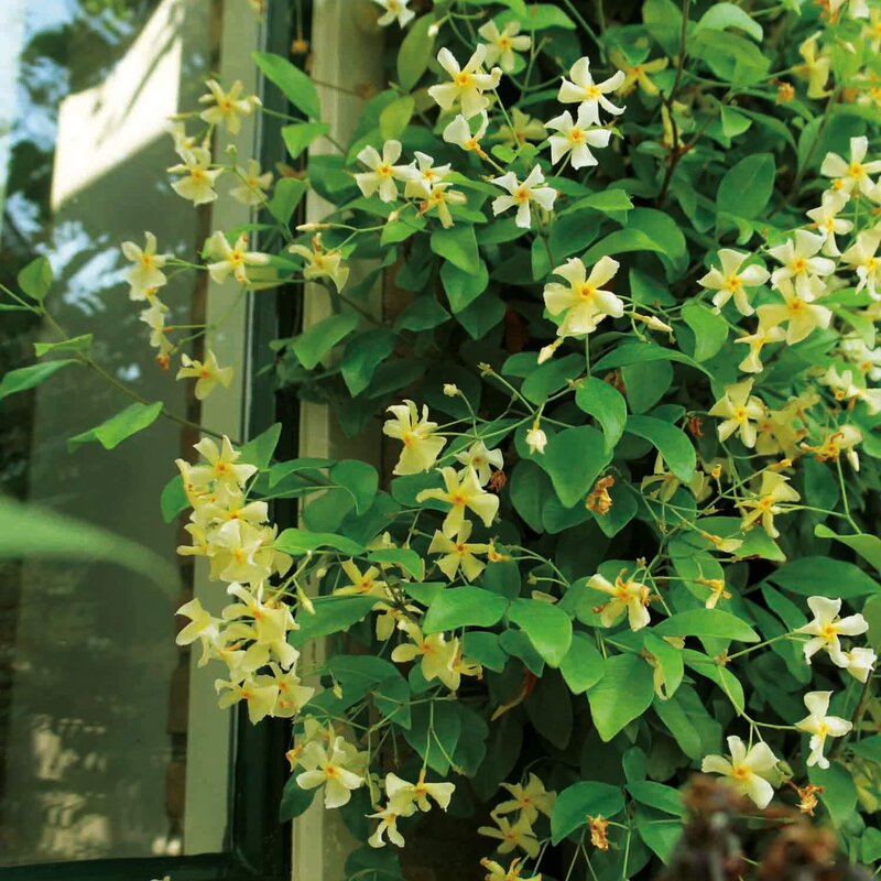 Elegantes Winterharter Jasmin Star Of Toscane Bilder