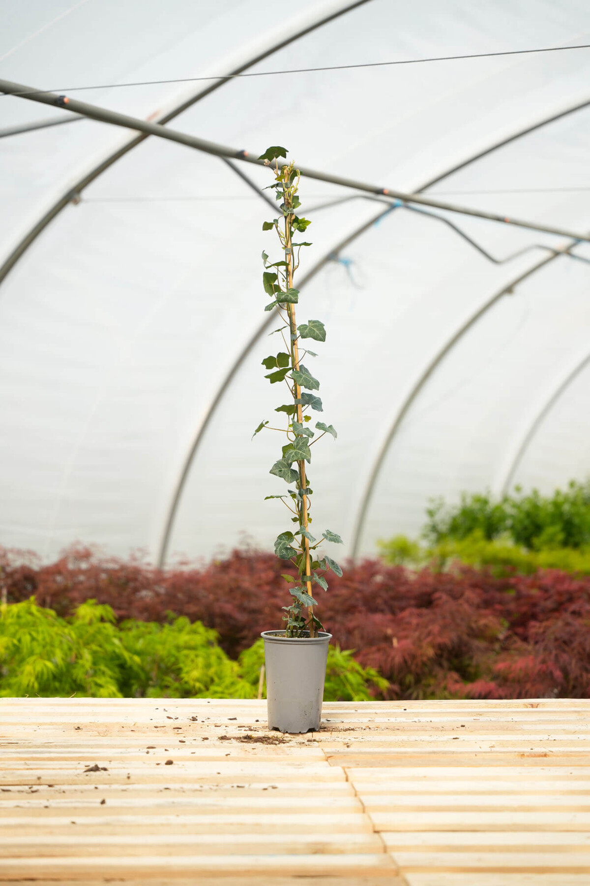 Hedera hibernica | STARKL