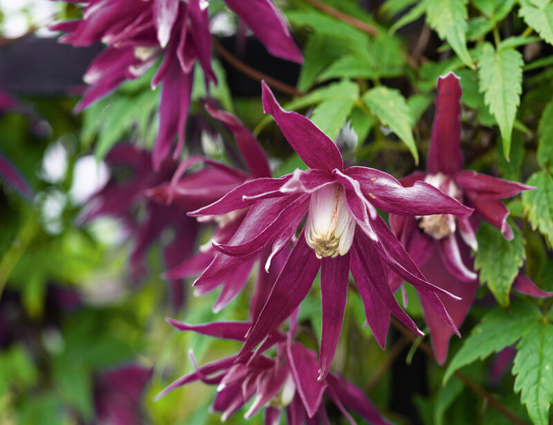 Clematis alpina 'Octopus'
