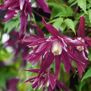 Clematis alpina 'Octopus'