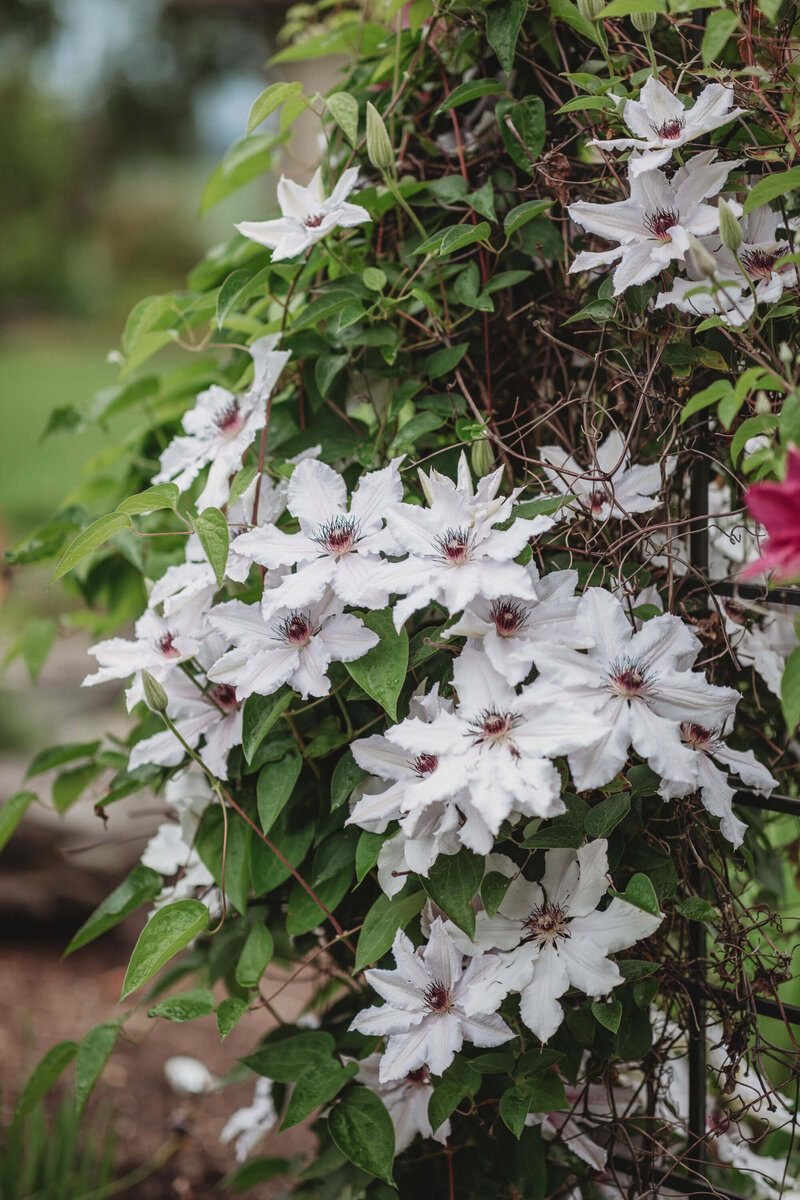 Clematis 'Miss Bateman'