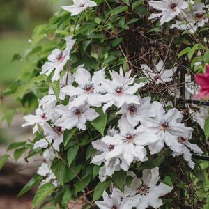 Clematis 'Miss Bateman'