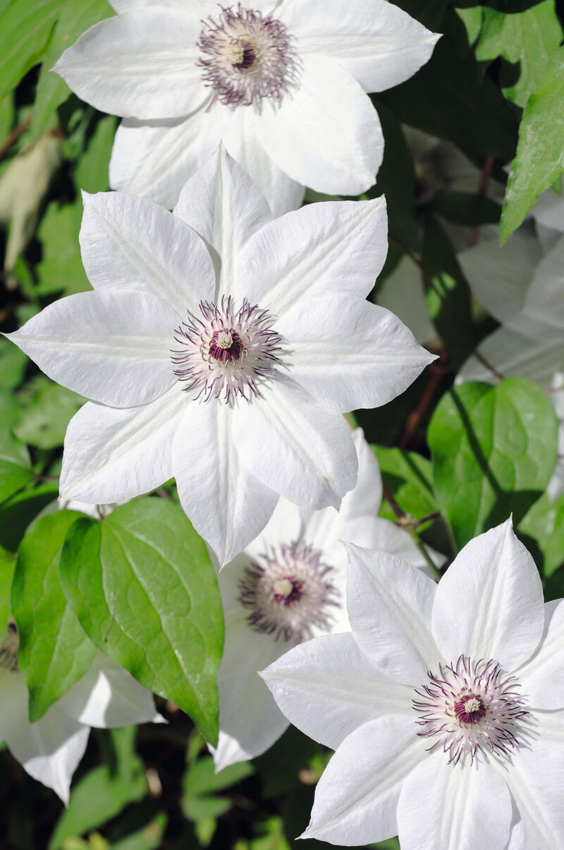 Clematis 'Miss Bateman'