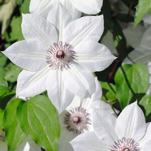 Clematis 'Miss Bateman'