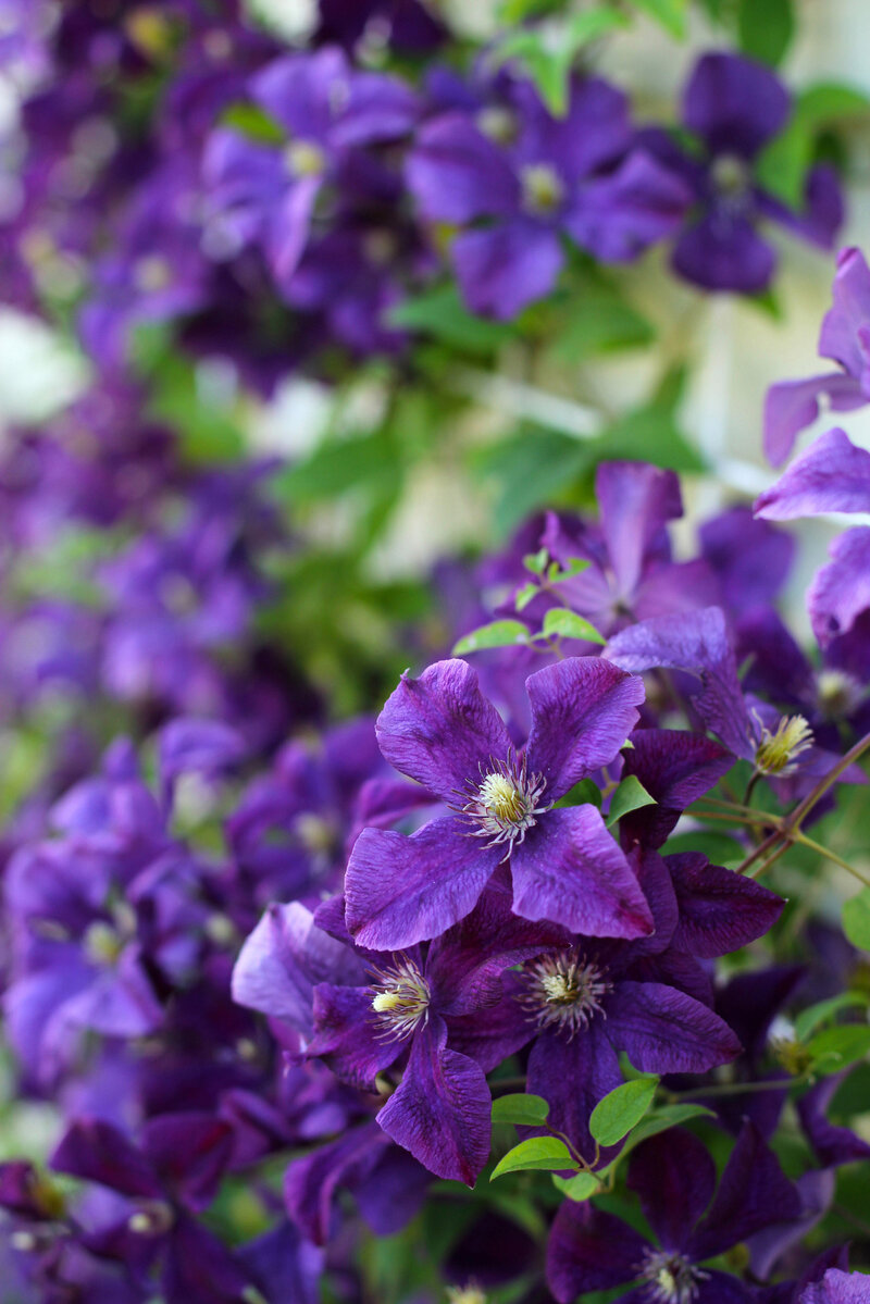 Clematis 'Jackmanii'