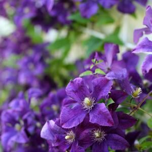 Clematis 'Jackmanii'