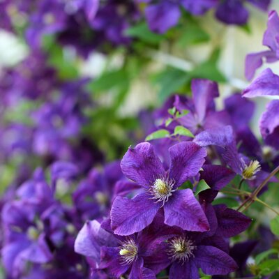 Clematis 'Jackmanii'