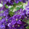 Clematis 'Jackmanii'