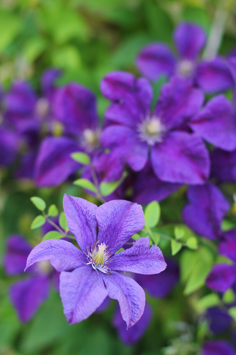 Clematis 'Jackmanii'