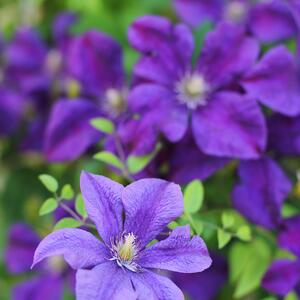 Clematis 'Jackmanii'