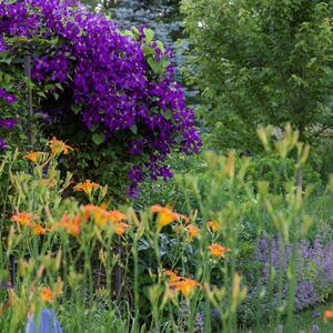 Clematis 'Jackmanii'