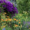 Clematis 'Jackmanii'
