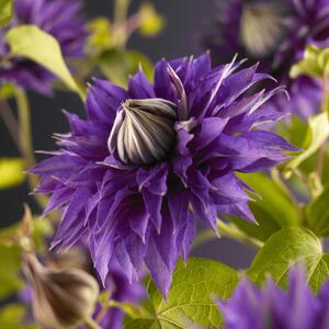 Clematis 'Multi Blue'