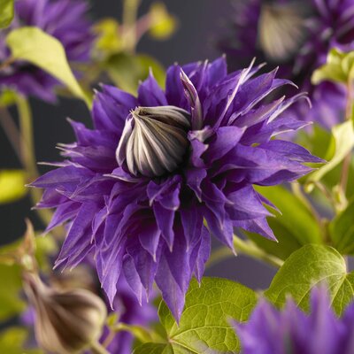 Clematis 'Multi Blue'