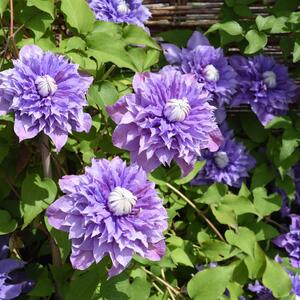Clematis 'Multi Blue'