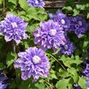 Clematis 'Multi Blue'