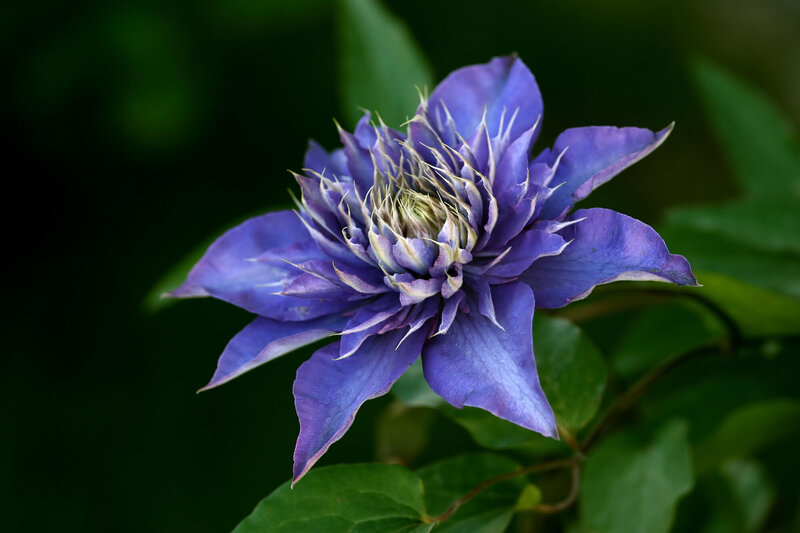 Clematis 'Multi Blue'