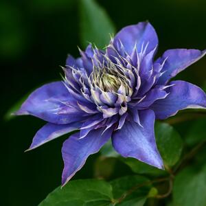 Clematis 'Multi Blue'