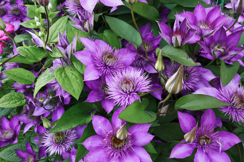 Clematis 'Multi Blue'