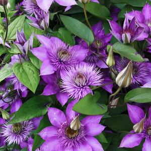 Clematis 'Multi Blue'