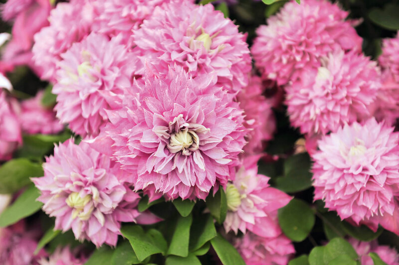 Clematis 'Multi Pink'
