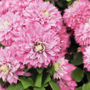 Clematis 'Multi Pink'