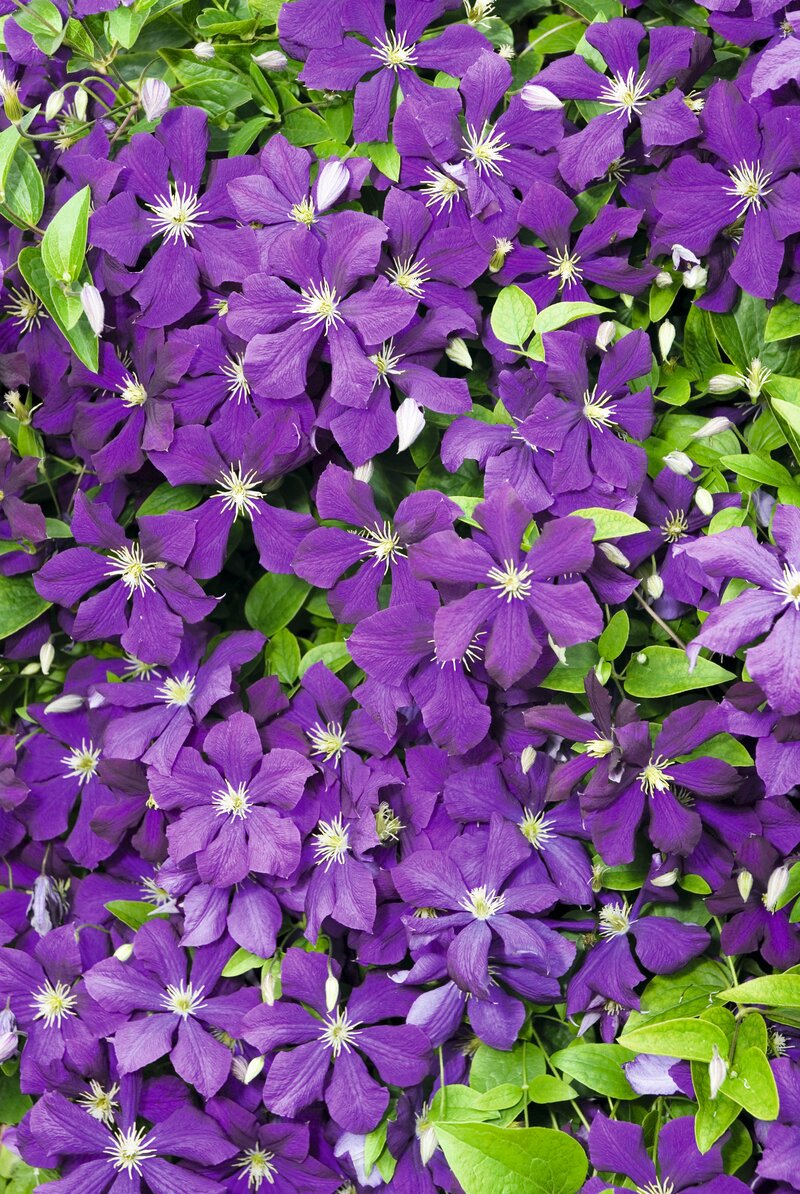 Clematis 'Jackmanii'