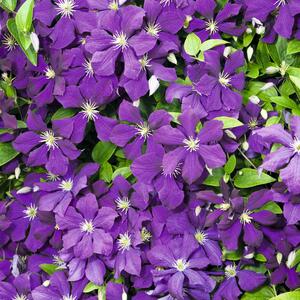 Clematis 'Jackmanii'