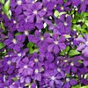 Clematis 'Jackmanii'