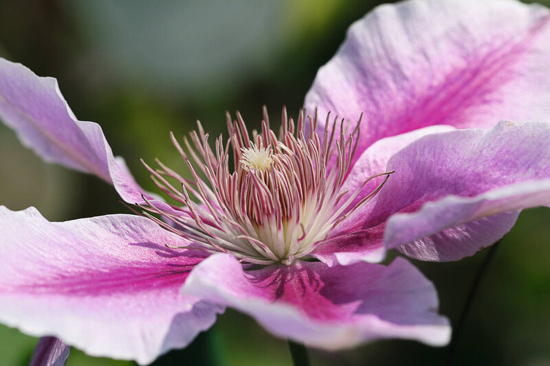 Clematis 'Nelly Moser'