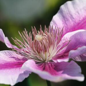 Clematis 'Nelly Moser'