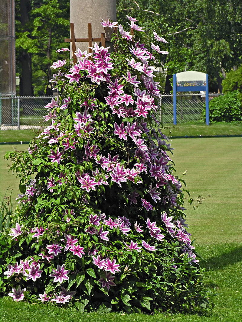 Clematis 'Nelly Moser'