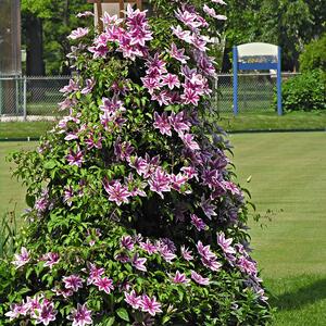 Clematis 'Nelly Moser'