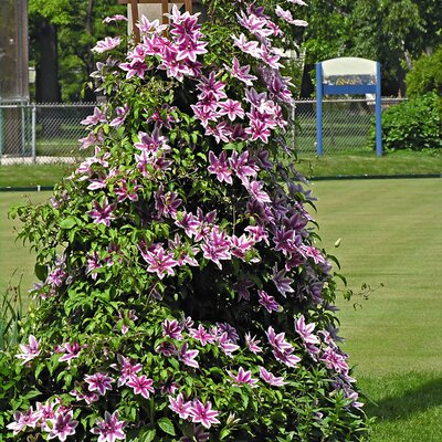 Clematis 'Nelly Moser'