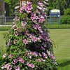 Clematis 'Nelly Moser'