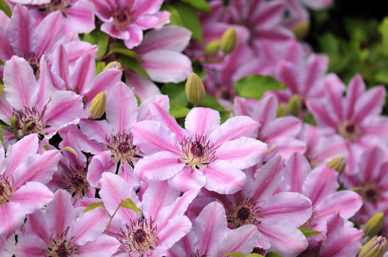 Clematis 'Nelly Moser'