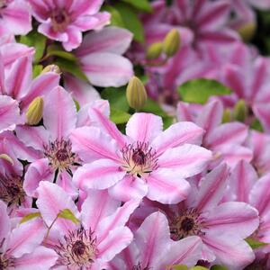 Clematis 'Nelly Moser'