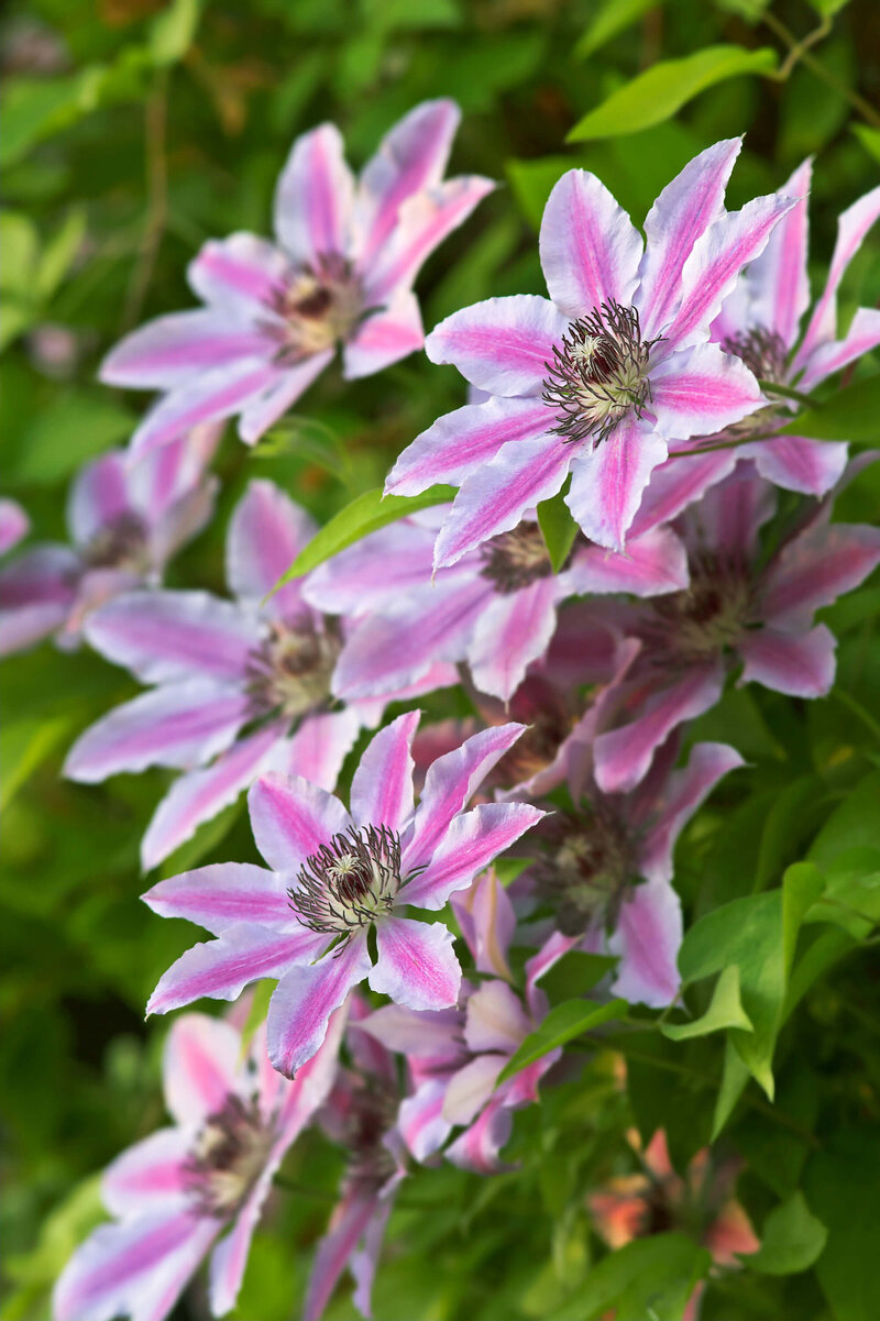 Clematis 'Nelly Moser'