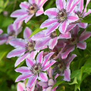 Clematis 'Nelly Moser'