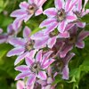Clematis 'Nelly Moser'