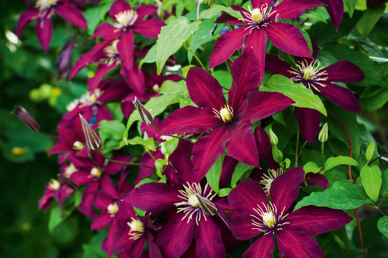 Clematis 'Westerplatte'