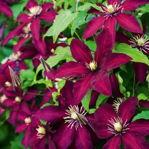 Clematis 'Westerplatte'