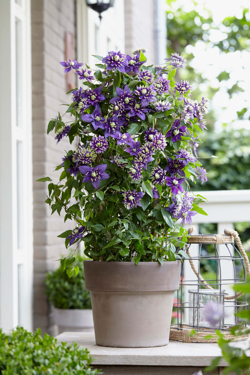 Clematis 'Taiga'