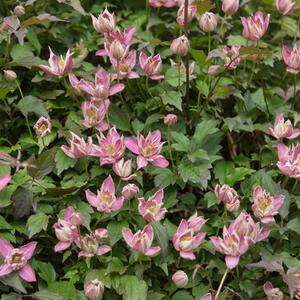 Clematis montana Broughton Star