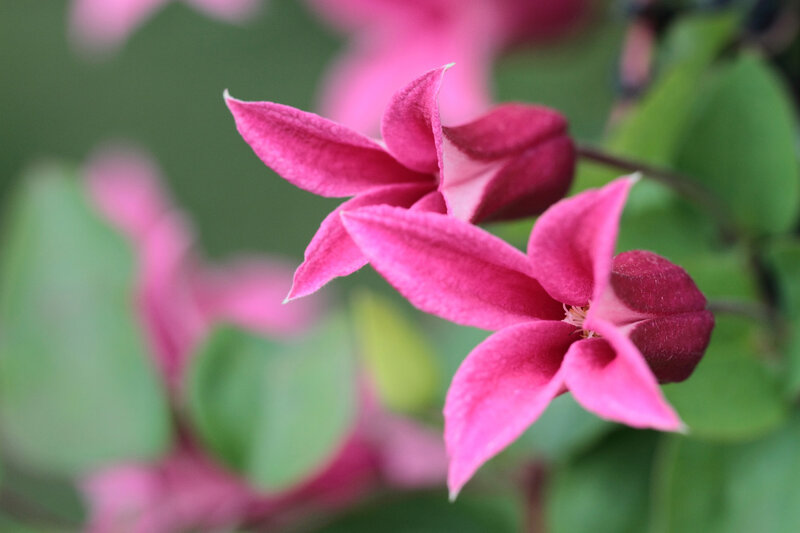 Clematis texensis 'Princess Diana'