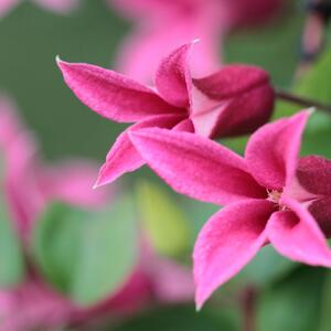 Clematis texensis 'Princess Diana'