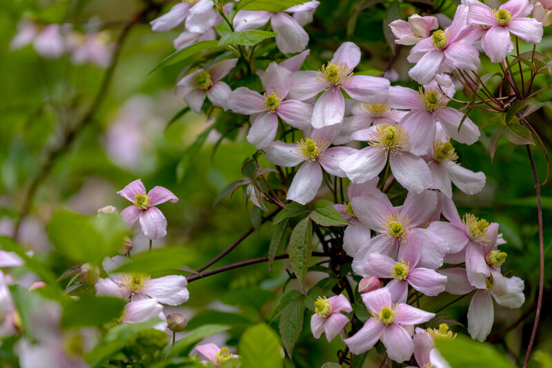 Clematis montana 'Fragrant Spring'