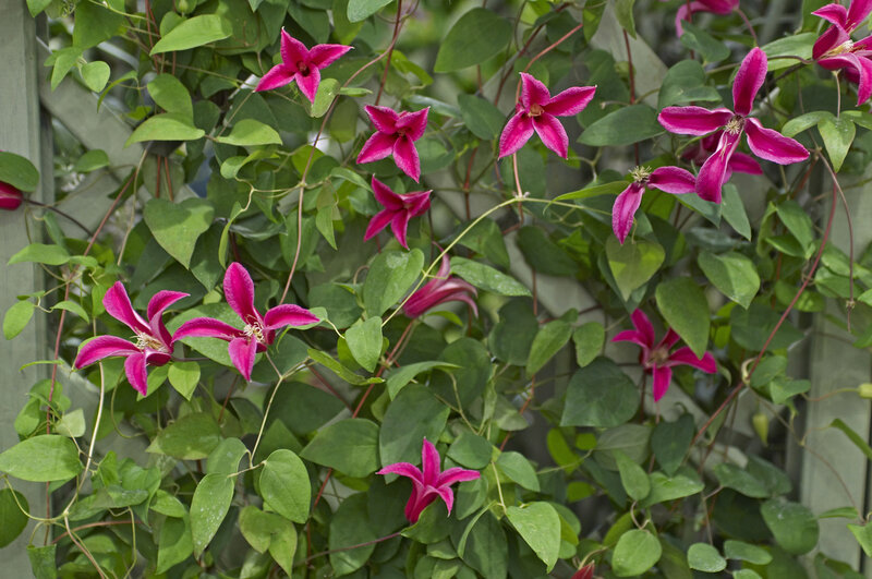 Clematis texensis 'Princess Diana'