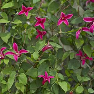 Clematis texensis 'Princess Diana'