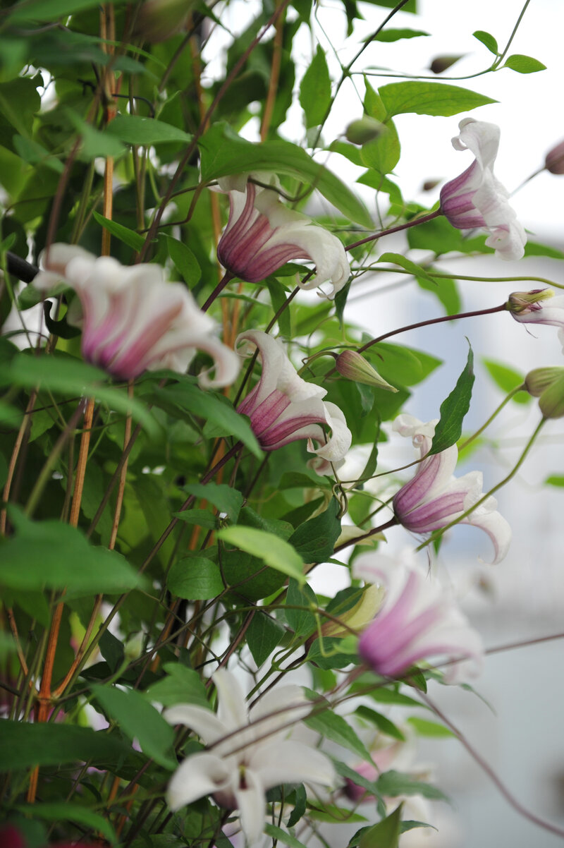 Clematis texensis 'Princess Kate'